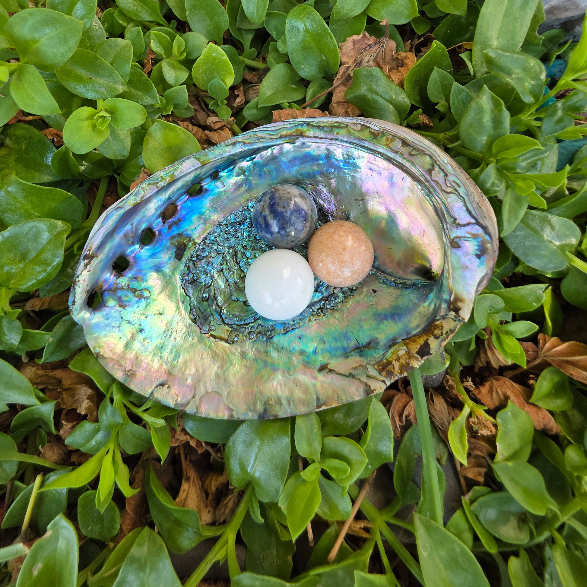 CONCHA DE ABULÓN Y SAHUMERIO RITUAL
